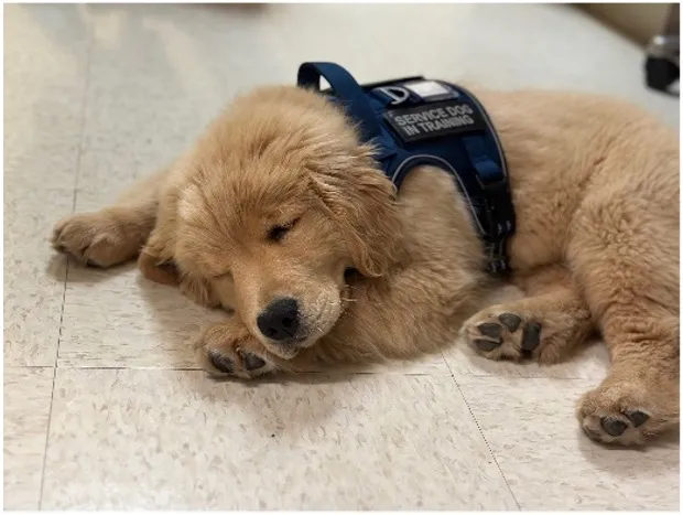 Finley the service dog